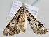  ( - BC ZSM Lep 105728)  @12 [ ] CreativeCommons - Attribution Non-Commercial Share-Alike (2019) SNSB, Staatliche Naturwissenschaftliche Sammlungen Bayerns ZSM (SNSB, Zoologische Staatssammlung Muenchen)