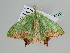  ( - BC ZSM Lep 105742)  @11 [ ] CreativeCommons - Attribution Non-Commercial Share-Alike (2019) SNSB, Staatliche Naturwissenschaftliche Sammlungen Bayerns ZSM (SNSB, Zoologische Staatssammlung Muenchen)
