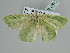  ( - BC ZSM Lep 105744)  @13 [ ] CreativeCommons - Attribution Non-Commercial Share-Alike (2019) SNSB, Staatliche Naturwissenschaftliche Sammlungen Bayerns ZSM (SNSB, Zoologische Staatssammlung Muenchen)
