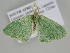  ( - BC ZSM Lep 105746)  @13 [ ] CreativeCommons - Attribution Non-Commercial Share-Alike (2019) SNSB, Staatliche Naturwissenschaftliche Sammlungen Bayerns ZSM (SNSB, Zoologische Staatssammlung Muenchen)