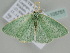 ( - BC ZSM Lep 105751)  @14 [ ] CreativeCommons - Attribution Non-Commercial Share-Alike (2019) SNSB, Staatliche Naturwissenschaftliche Sammlungen Bayerns ZSM (SNSB, Zoologische Staatssammlung Muenchen)