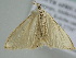 ( - BC ZSM Lep 105758)  @12 [ ] CreativeCommons - Attribution Non-Commercial Share-Alike (2019) SNSB, Staatliche Naturwissenschaftliche Sammlungen Bayerns ZSM (SNSB, Zoologische Staatssammlung Muenchen)