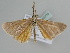  ( - BC ZSM Lep 105774)  @11 [ ] CreativeCommons - Attribution Non-Commercial Share-Alike (2019) SNSB, Staatliche Naturwissenschaftliche Sammlungen Bayerns ZSM (SNSB, Zoologische Staatssammlung Muenchen)