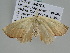  ( - BC ZSM Lep 105780)  @11 [ ] CreativeCommons - Attribution Non-Commercial Share-Alike (2019) SNSB, Staatliche Naturwissenschaftliche Sammlungen Bayerns ZSM (SNSB, Zoologische Staatssammlung Muenchen)