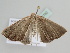  ( - BC ZSM Lep 105782)  @12 [ ] CreativeCommons - Attribution Non-Commercial Share-Alike (2019) SNSB, Staatliche Naturwissenschaftliche Sammlungen Bayerns ZSM (SNSB, Zoologische Staatssammlung Muenchen)
