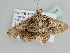  ( - BC ZSM Lep 105785)  @12 [ ] CreativeCommons - Attribution Non-Commercial Share-Alike (2019) SNSB, Staatliche Naturwissenschaftliche Sammlungen Bayerns ZSM (SNSB, Zoologische Staatssammlung Muenchen)