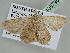  ( - BC ZSM Lep 105796)  @13 [ ] CreativeCommons - Attribution Non-Commercial Share-Alike (2019) SNSB, Staatliche Naturwissenschaftliche Sammlungen Bayerns ZSM (SNSB, Zoologische Staatssammlung Muenchen)