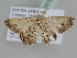  ( - BC ZSM Lep 105797)  @12 [ ] CreativeCommons - Attribution Non-Commercial Share-Alike (2019) SNSB, Staatliche Naturwissenschaftliche Sammlungen Bayerns ZSM (SNSB, Zoologische Staatssammlung Muenchen)