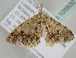  ( - BC ZSM Lep 105800)  @12 [ ] CreativeCommons - Attribution Non-Commercial Share-Alike (2019) SNSB, Staatliche Naturwissenschaftliche Sammlungen Bayerns ZSM (SNSB, Zoologische Staatssammlung Muenchen)