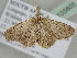  ( - BC ZSM Lep 105805)  @12 [ ] CreativeCommons - Attribution Non-Commercial Share-Alike (2019) SNSB, Staatliche Naturwissenschaftliche Sammlungen Bayerns ZSM (SNSB, Zoologische Staatssammlung Muenchen)