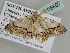  ( - BC ZSM Lep 105807)  @12 [ ] CreativeCommons - Attribution Non-Commercial Share-Alike (2019) SNSB, Staatliche Naturwissenschaftliche Sammlungen Bayerns ZSM (SNSB, Zoologische Staatssammlung Muenchen)