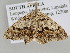  ( - BC ZSM Lep 105808)  @12 [ ] CreativeCommons - Attribution Non-Commercial Share-Alike (2019) SNSB, Staatliche Naturwissenschaftliche Sammlungen Bayerns ZSM (SNSB, Zoologische Staatssammlung Muenchen)