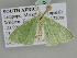  ( - BC ZSM Lep 105814)  @11 [ ] CreativeCommons - Attribution Non-Commercial Share-Alike (2019) SNSB, Staatliche Naturwissenschaftliche Sammlungen Bayerns ZSM (SNSB, Zoologische Staatssammlung Muenchen)