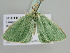  ( - BC ZSM Lep 105817)  @14 [ ] CreativeCommons - Attribution Non-Commercial Share-Alike (2019) SNSB, Staatliche Naturwissenschaftliche Sammlungen Bayerns ZSM (SNSB, Zoologische Staatssammlung Muenchen)