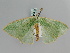  ( - BC ZSM Lep 105818)  @11 [ ] CreativeCommons - Attribution Non-Commercial Share-Alike (2019) SNSB, Staatliche Naturwissenschaftliche Sammlungen Bayerns ZSM (SNSB, Zoologische Staatssammlung Muenchen)