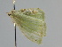  ( - BC ZSM Lep 105819)  @11 [ ] CreativeCommons - Attribution Non-Commercial Share-Alike (2019) SNSB, Staatliche Naturwissenschaftliche Sammlungen Bayerns ZSM (SNSB, Zoologische Staatssammlung Muenchen)