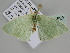  ( - BC ZSM Lep 105820)  @14 [ ] CreativeCommons - Attribution Non-Commercial Share-Alike (2019) SNSB, Staatliche Naturwissenschaftliche Sammlungen Bayerns ZSM (SNSB, Zoologische Staatssammlung Muenchen)