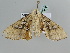  ( - BC ZSM Lep 105829)  @11 [ ] CreativeCommons - Attribution Non-Commercial Share-Alike (2019) SNSB, Staatliche Naturwissenschaftliche Sammlungen Bayerns ZSM (SNSB, Zoologische Staatssammlung Muenchen)