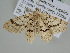  ( - BC ZSM Lep 105830)  @12 [ ] CreativeCommons - Attribution Non-Commercial Share-Alike (2019) SNSB, Staatliche Naturwissenschaftliche Sammlungen Bayerns ZSM (SNSB, Zoologische Staatssammlung Muenchen)
