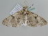  ( - BC ZSM Lep 105835)  @11 [ ] CreativeCommons - Attribution Non-Commercial Share-Alike (2019) SNSB, Staatliche Naturwissenschaftliche Sammlungen Bayerns ZSM (SNSB, Zoologische Staatssammlung Muenchen)