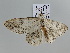  ( - BC ZSM Lep 105836)  @11 [ ] CreativeCommons - Attribution Non-Commercial Share-Alike (2019) SNSB, Staatliche Naturwissenschaftliche Sammlungen Bayerns ZSM (SNSB, Zoologische Staatssammlung Muenchen)