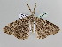  ( - BC ZSM Lep 105838)  @11 [ ] CreativeCommons - Attribution Non-Commercial Share-Alike (2019) SNSB, Staatliche Naturwissenschaftliche Sammlungen Bayerns ZSM (SNSB, Zoologische Staatssammlung Muenchen)
