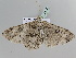  ( - BC ZSM Lep 105839)  @11 [ ] CreativeCommons - Attribution Non-Commercial Share-Alike (2019) SNSB, Staatliche Naturwissenschaftliche Sammlungen Bayerns ZSM (SNSB, Zoologische Staatssammlung Muenchen)