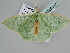  ( - BC ZSM Lep 105847)  @11 [ ] CreativeCommons - Attribution Non-Commercial Share-Alike (2019) SNSB, Staatliche Naturwissenschaftliche Sammlungen Bayerns ZSM (SNSB, Zoologische Staatssammlung Muenchen)