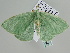  ( - BC ZSM Lep 105848)  @11 [ ] CreativeCommons - Attribution Non-Commercial Share-Alike (2019) SNSB, Staatliche Naturwissenschaftliche Sammlungen Bayerns ZSM (SNSB, Zoologische Staatssammlung Muenchen)
