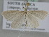  ( - BC ZSM Lep 105855)  @11 [ ] CreativeCommons - Attribution Non-Commercial Share-Alike (2019) SNSB, Staatliche Naturwissenschaftliche Sammlungen Bayerns ZSM (SNSB, Zoologische Staatssammlung Muenchen)