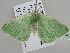  ( - BC ZSM Lep 105856)  @11 [ ] CreativeCommons - Attribution Non-Commercial Share-Alike (2019) SNSB, Staatliche Naturwissenschaftliche Sammlungen Bayerns ZSM (SNSB, Zoologische Staatssammlung Muenchen)