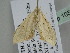  ( - BC ZSM Lep 105862)  @12 [ ] CreativeCommons - Attribution Non-Commercial Share-Alike (2019) SNSB, Staatliche Naturwissenschaftliche Sammlungen Bayerns ZSM (SNSB, Zoologische Staatssammlung Muenchen)
