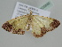  ( - BC ZSM Lep 105880)  @11 [ ] CreativeCommons - Attribution Non-Commercial Share-Alike (2019) SNSB, Staatliche Naturwissenschaftliche Sammlungen Bayerns ZSM (SNSB, Zoologische Staatssammlung Muenchen)