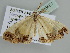  ( - BC ZSM Lep 105881)  @11 [ ] CreativeCommons - Attribution Non-Commercial Share-Alike (2019) SNSB, Staatliche Naturwissenschaftliche Sammlungen Bayerns ZSM (SNSB, Zoologische Staatssammlung Muenchen)