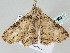  ( - BC ZSM Lep 105929)  @13 [ ] CreativeCommons - Attribution Non-Commercial Share-Alike (2019) SNSB, Staatliche Naturwissenschaftliche Sammlungen Bayerns ZSM (SNSB, Zoologische Staatssammlung Muenchen)