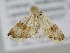  ( - BC ZSM Lep 105937)  @11 [ ] CreativeCommons - Attribution Non-Commercial Share-Alike (2019) SNSB, Staatliche Naturwissenschaftliche Sammlungen Bayerns ZSM (SNSB, Zoologische Staatssammlung Muenchen)