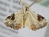  ( - BC ZSM Lep 105938)  @11 [ ] CreativeCommons - Attribution Non-Commercial Share-Alike (2019) SNSB, Staatliche Naturwissenschaftliche Sammlungen Bayerns ZSM (SNSB, Zoologische Staatssammlung Muenchen)