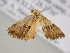  ( - BC ZSM Lep 105941)  @11 [ ] CreativeCommons - Attribution Non-Commercial Share-Alike (2019) SNSB, Staatliche Naturwissenschaftliche Sammlungen Bayerns ZSM (SNSB, Zoologische Staatssammlung Muenchen)