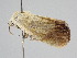  ( - BC ZSM Lep 105957)  @12 [ ] CreativeCommons - Attribution Non-Commercial Share-Alike (2019) SNSB, Staatliche Naturwissenschaftliche Sammlungen Bayerns ZSM (SNSB, Zoologische Staatssammlung Muenchen)