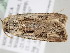  ( - BC ZSM Lep 105969)  @12 [ ] CreativeCommons - Attribution Non-Commercial Share-Alike (2019) SNSB, Staatliche Naturwissenschaftliche Sammlungen Bayerns ZSM (SNSB, Zoologische Staatssammlung Muenchen)