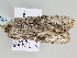  ( - BC ZSM Lep 105993)  @11 [ ] CreativeCommons - Attribution Non-Commercial Share-Alike (2019) SNSB, Staatliche Naturwissenschaftliche Sammlungen Bayerns ZSM (SNSB, Zoologische Staatssammlung Muenchen)