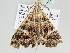  ( - BC ZSM Lep 105997)  @11 [ ] CreativeCommons - Attribution Non-Commercial Share-Alike (2019) SNSB, Staatliche Naturwissenschaftliche Sammlungen Bayerns ZSM (SNSB, Zoologische Staatssammlung Muenchen)