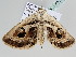  ( - BC ZSM Lep 106021)  @11 [ ] CreativeCommons - Attribution Non-Commercial Share-Alike (2019) SNSB, Staatliche Naturwissenschaftliche Sammlungen Bayerns ZSM (SNSB, Zoologische Staatssammlung Muenchen)