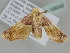  ( - BC ZSM Lep 106042)  @11 [ ] CreativeCommons - Attribution Non-Commercial Share-Alike (2019) SNSB, Staatliche Naturwissenschaftliche Sammlungen Bayerns ZSM (SNSB, Zoologische Staatssammlung Muenchen)