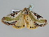  ( - BC ZSM Lep 106100)  @11 [ ] CreativeCommons - Attribution Non-Commercial Share-Alike (2019) SNSB, Staatliche Naturwissenschaftliche Sammlungen Bayerns ZSM (SNSB, Zoologische Staatssammlung Muenchen)