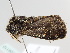  ( - BC ZSM Lep 106110)  @11 [ ] CreativeCommons - Attribution Non-Commercial Share-Alike (2019) SNSB, Staatliche Naturwissenschaftliche Sammlungen Bayerns ZSM (SNSB, Zoologische Staatssammlung Muenchen)