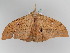  ( - BC ZSM Lep 106167)  @11 [ ] CreativeCommons - Attribution Non-Commercial Share-Alike (2019) SNSB, Staatliche Naturwissenschaftliche Sammlungen Bayerns ZSM (SNSB, Zoologische Staatssammlung Muenchen)