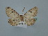  ( - BC ZSM Lep 106648)  @11 [ ] CreativeCommons - Attribution Non-Commercial Share-Alike (2019) SNSB, Staatliche Naturwissenschaftliche Sammlungen Bayerns ZSM (SNSB, Zoologische Staatssammlung Muenchen)