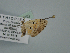  ( - BC ZSM Lep 106650)  @11 [ ] CreativeCommons - Attribution Non-Commercial Share-Alike (2019) SNSB, Staatliche Naturwissenschaftliche Sammlungen Bayerns ZSM (SNSB, Zoologische Staatssammlung Muenchen)