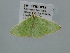  ( - BC ZSM Lep 106711)  @11 [ ] CreativeCommons - Attribution Non-Commercial Share-Alike (2019) SNSB, Staatliche Naturwissenschaftliche Sammlungen Bayerns ZSM (SNSB, Zoologische Staatssammlung Muenchen)